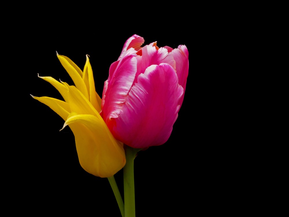 Tulpes ziedi uz melna fona, Tulpes (Tulipa), Ziedi