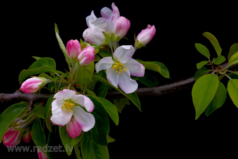 Apple Tree Flowers on a Black Background