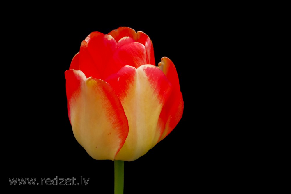 Tulpes zieds uz melna fona