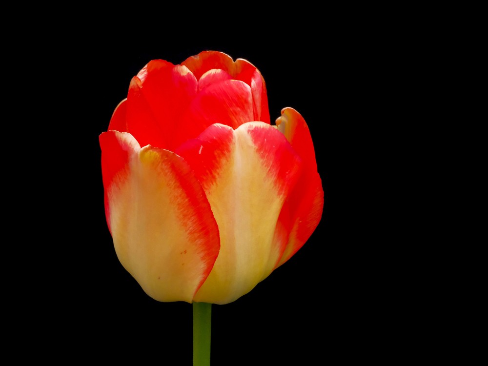 Tulpes zieds uz melna fona Tulpes zieds uz melna fona