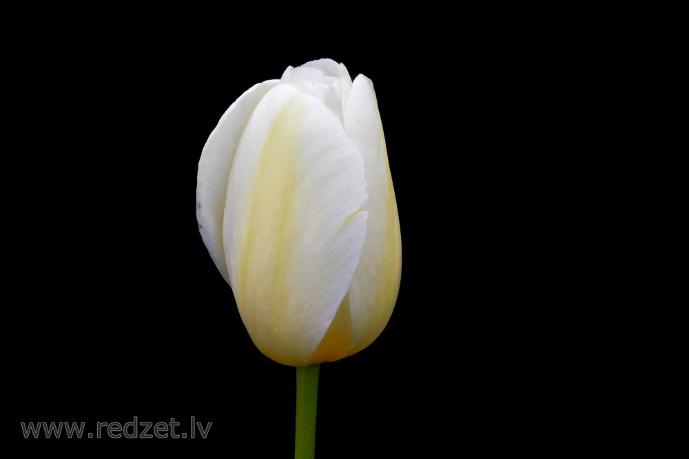 White Tulips Flower on a Black Background
