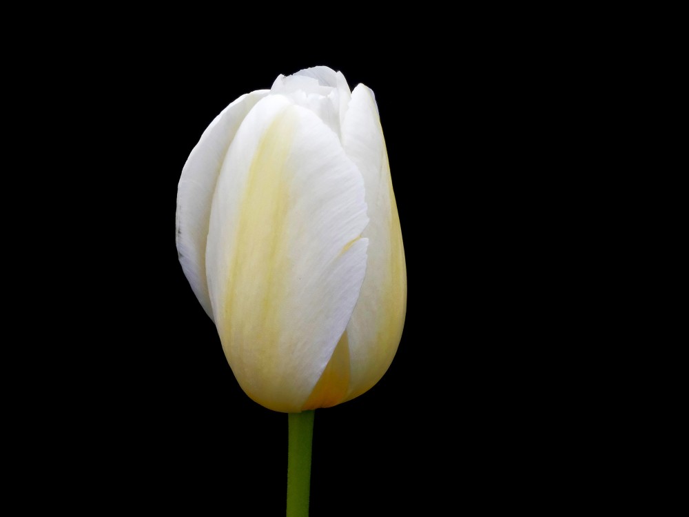 Balts tulpes zieds uz melna fona Balts tulpes zieds uz melna fona