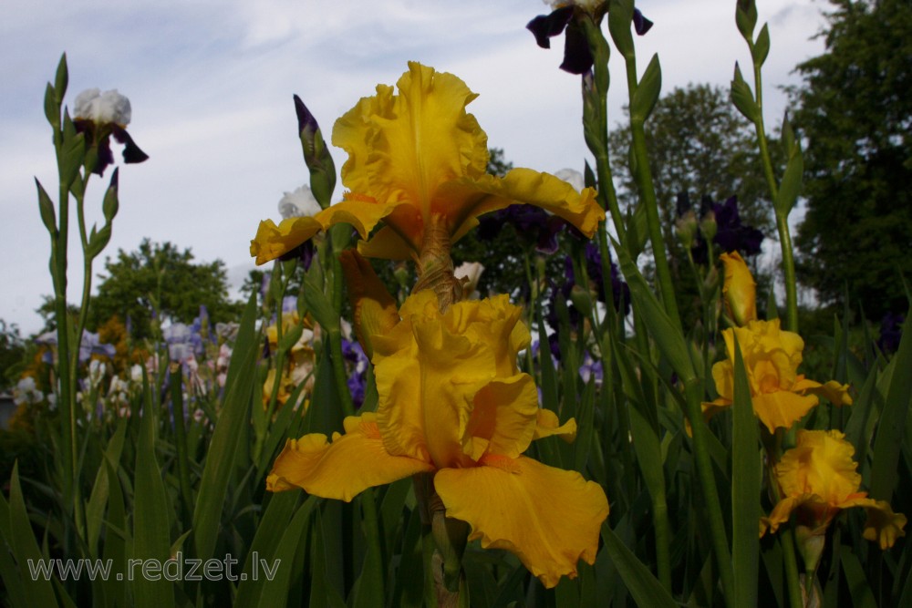 Dzeltens īrisa zieds