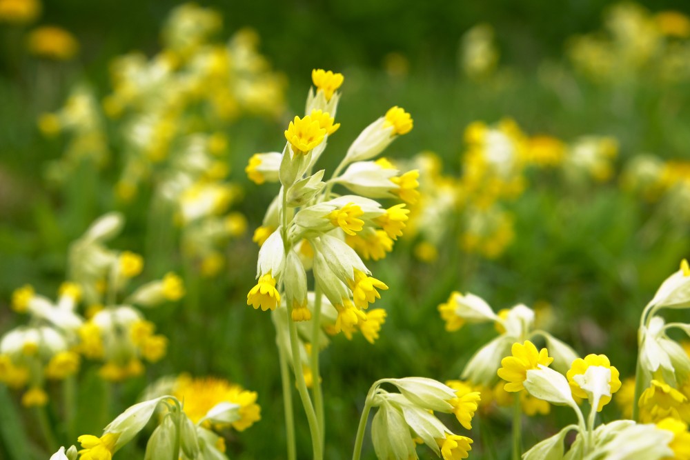 Cowslip Primrose