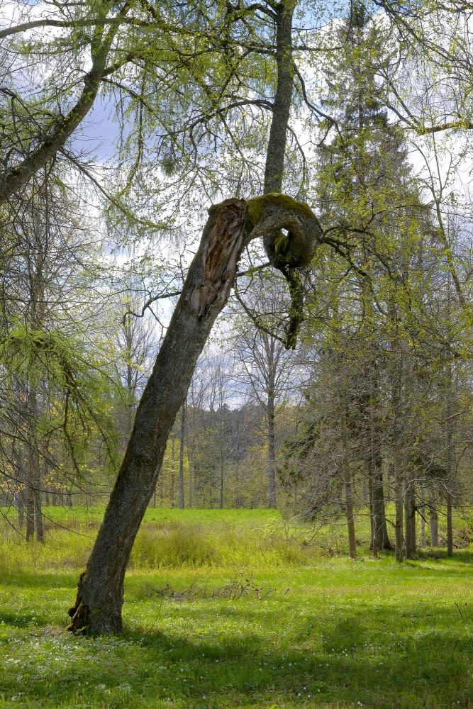 A Crooked Tree