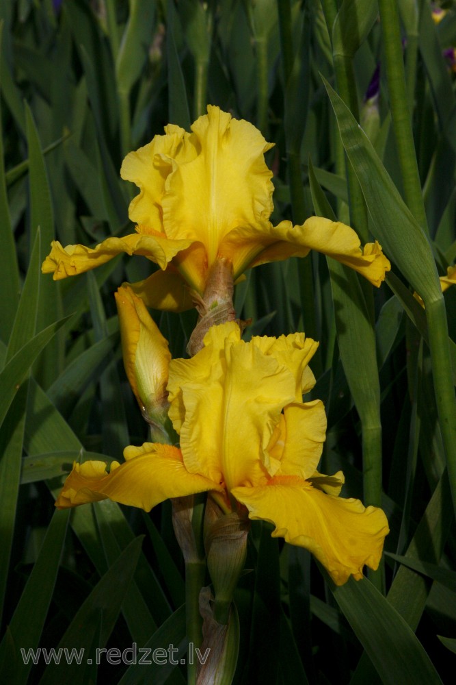 Dzeltens īrisa zieds