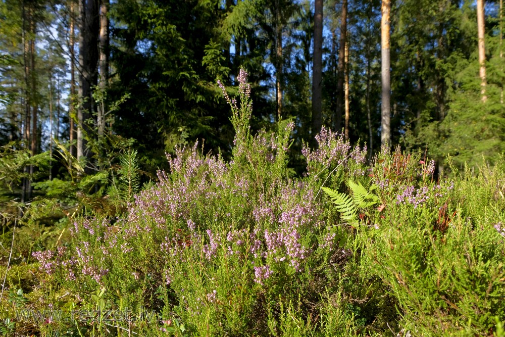 Flowering Heather