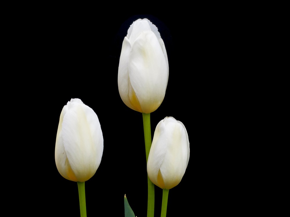 Balti tulpes ziedi uz melna fona Balti tulpes ziedi uz melna fona