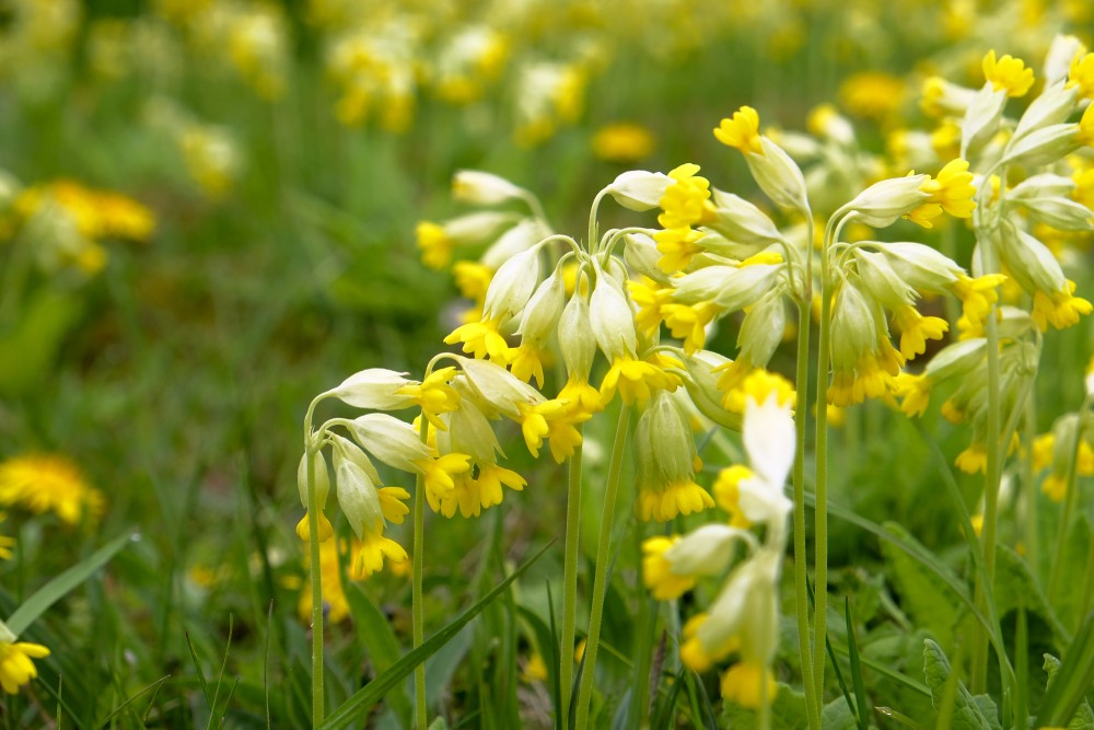 Cowslip Primrose