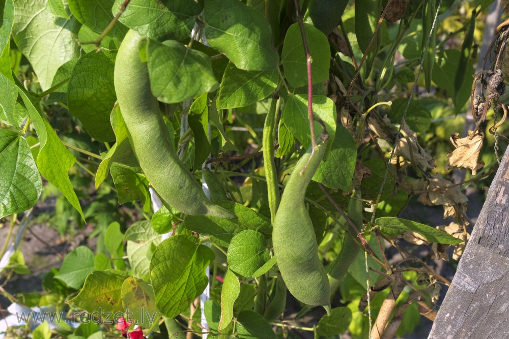 Scarlet runner bean