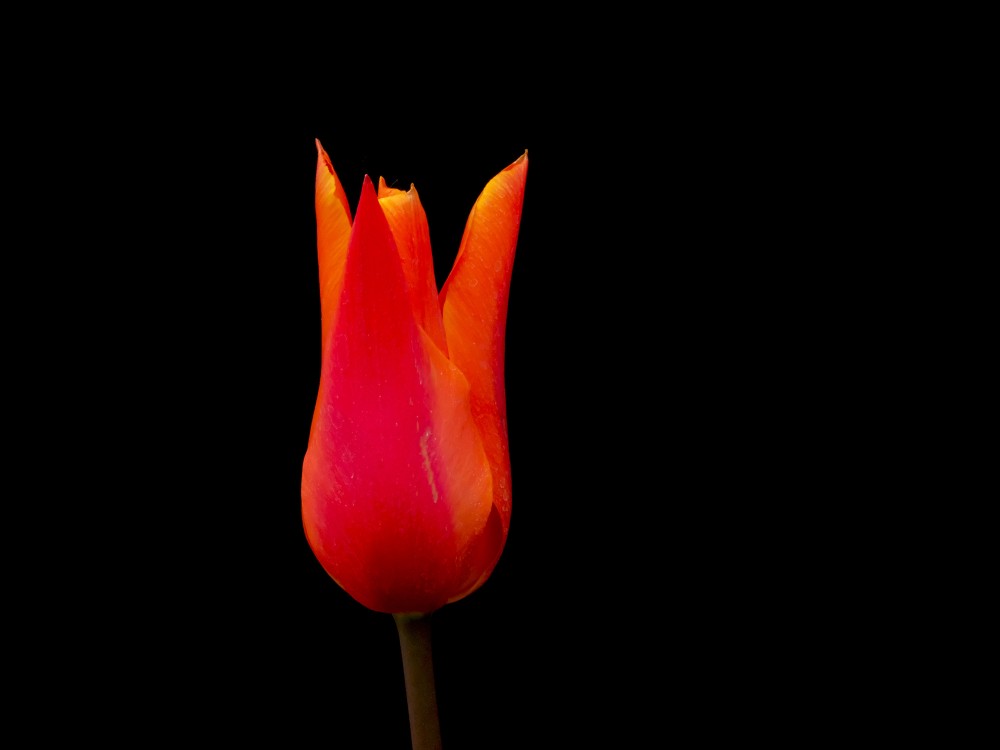 Sarkans tulpes zieds uz melna fona Sarkans tulpes zieds uz melna fona