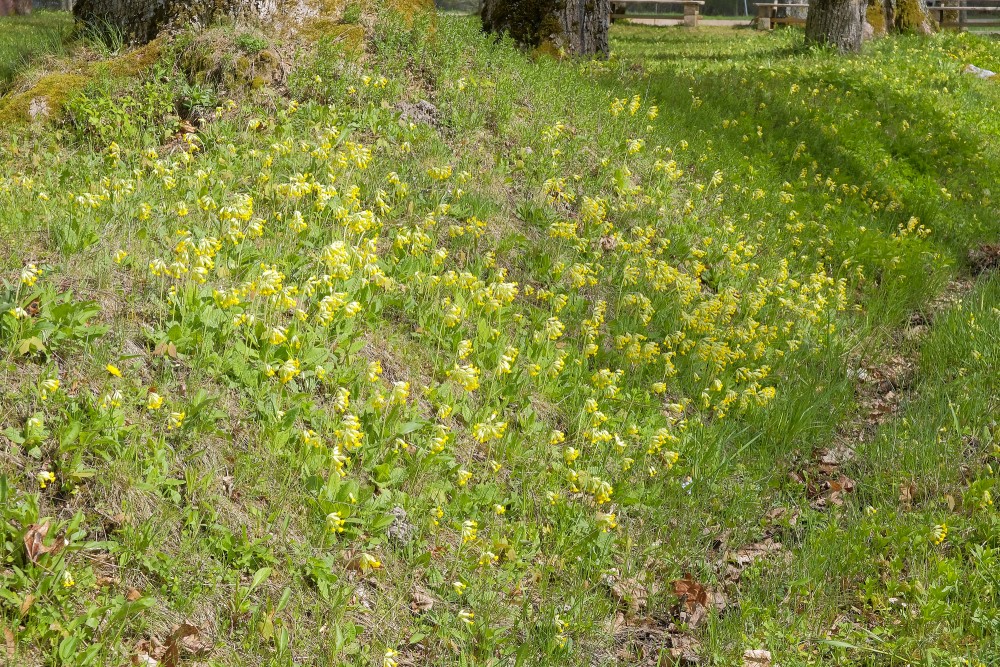 Cowslip Primrose