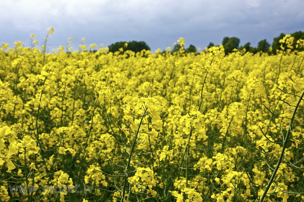 Rapsis (Brassica napus L.)