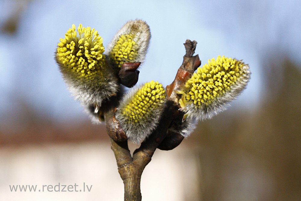 Blīgzna jeb pūpolvītols