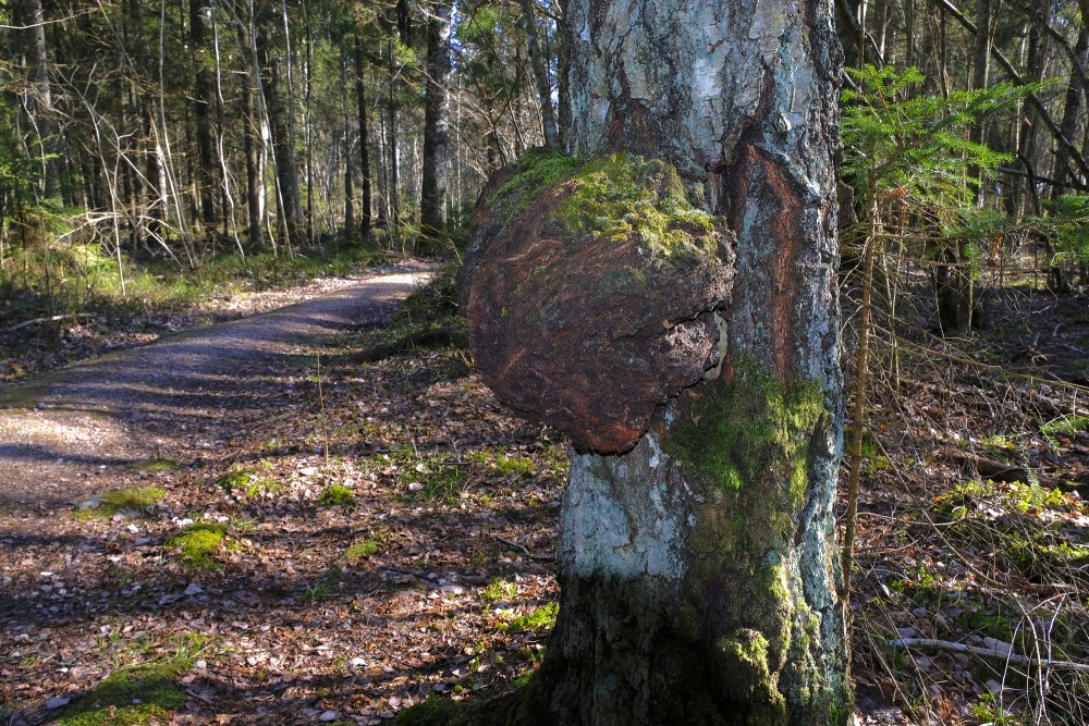 Burl On Birch Trunk