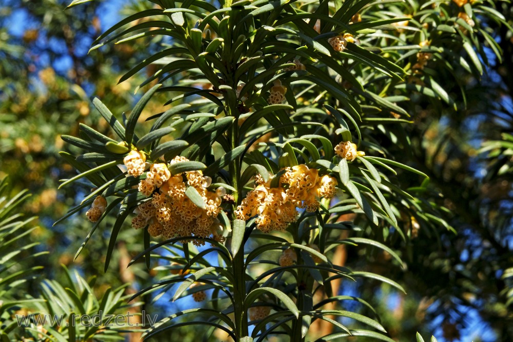 Common Yew's Male Flowers