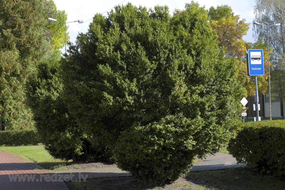 Buksis pie Ozolnieku Tautas nama