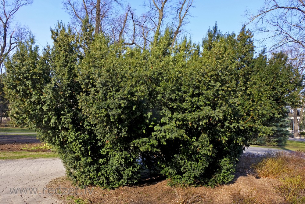 Common Yew in Vērmane Garden