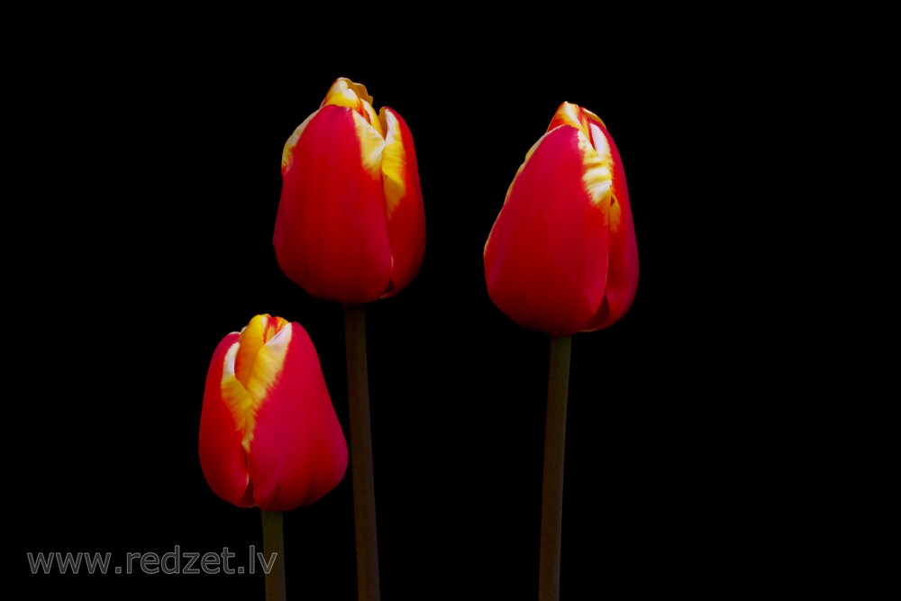 Red Tulips Flower on a Black Background