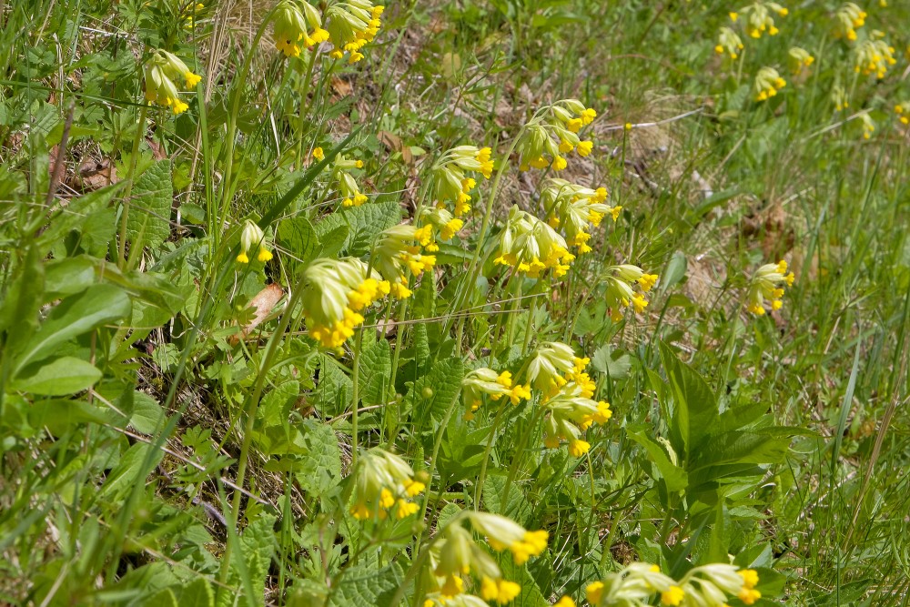 Common Cowslip (Primula veris)