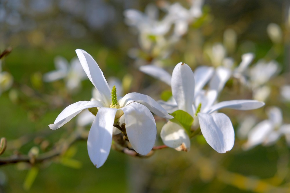 Ziemeļu magnolija