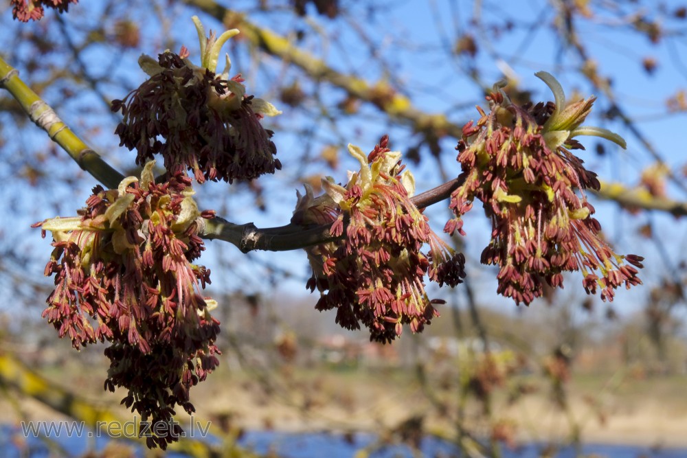 Boxelder or Ash-leaved Maple's Flovers