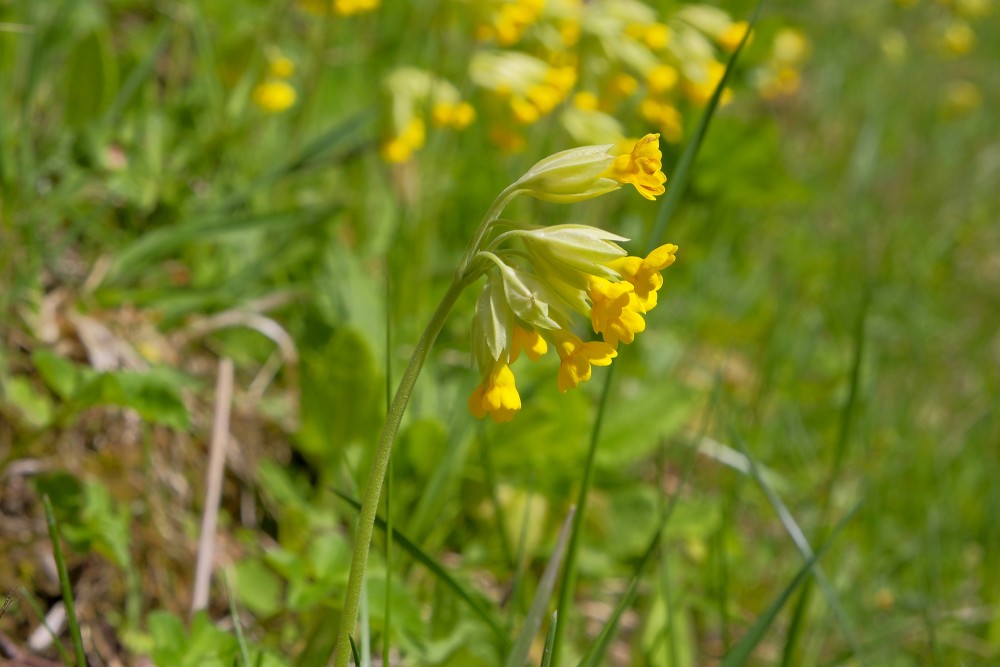 Primula veris (Cowslip)