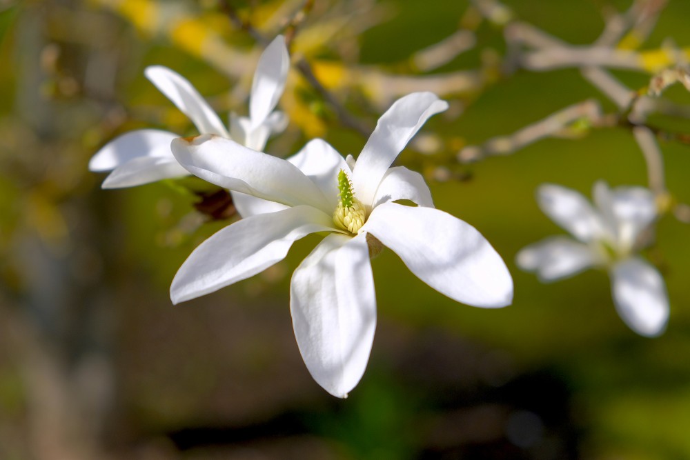 Ziemeļu magnolijas zieds