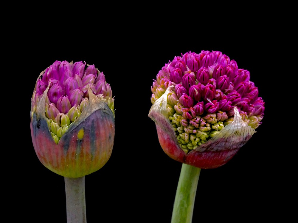 Dekoratīvo sīpolu pumpuri uz melna fona