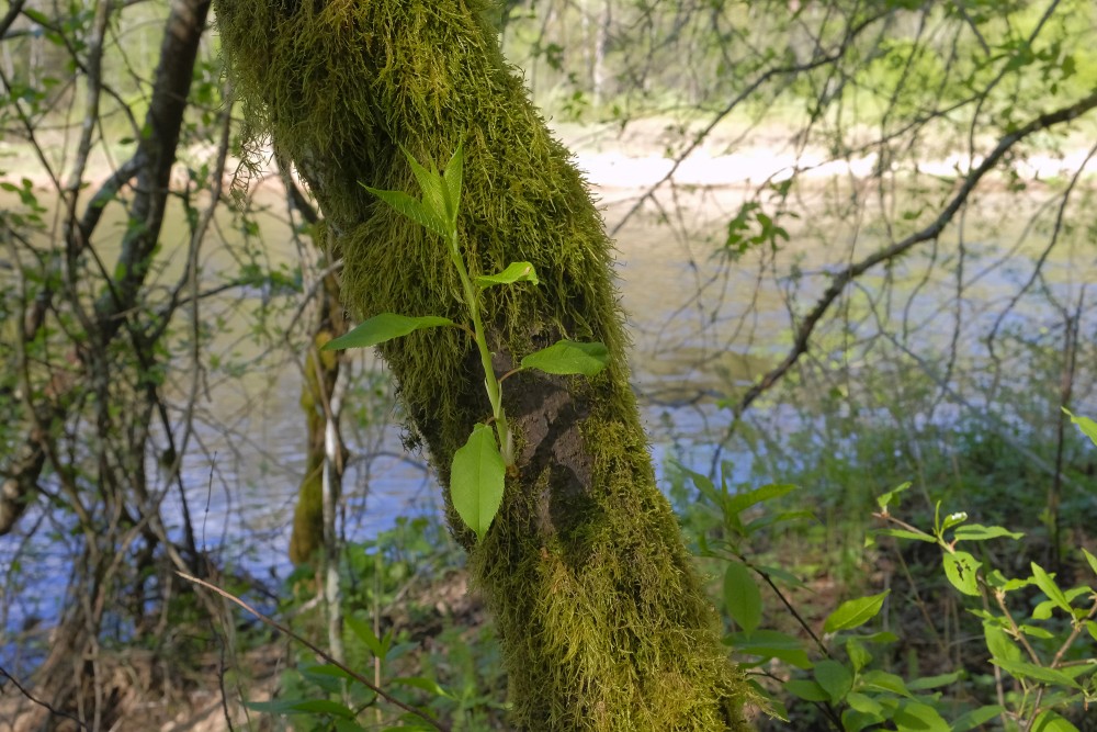 Moss on a Tree Trunk