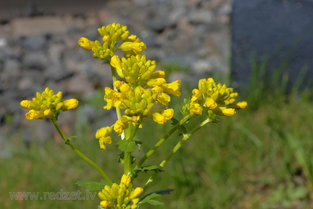 Herb barbara, Yellow rocketcress