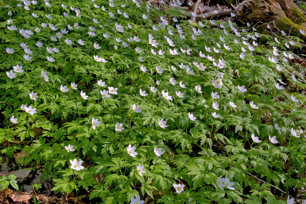 Baltie vizbuļi Baltie vizbuļi