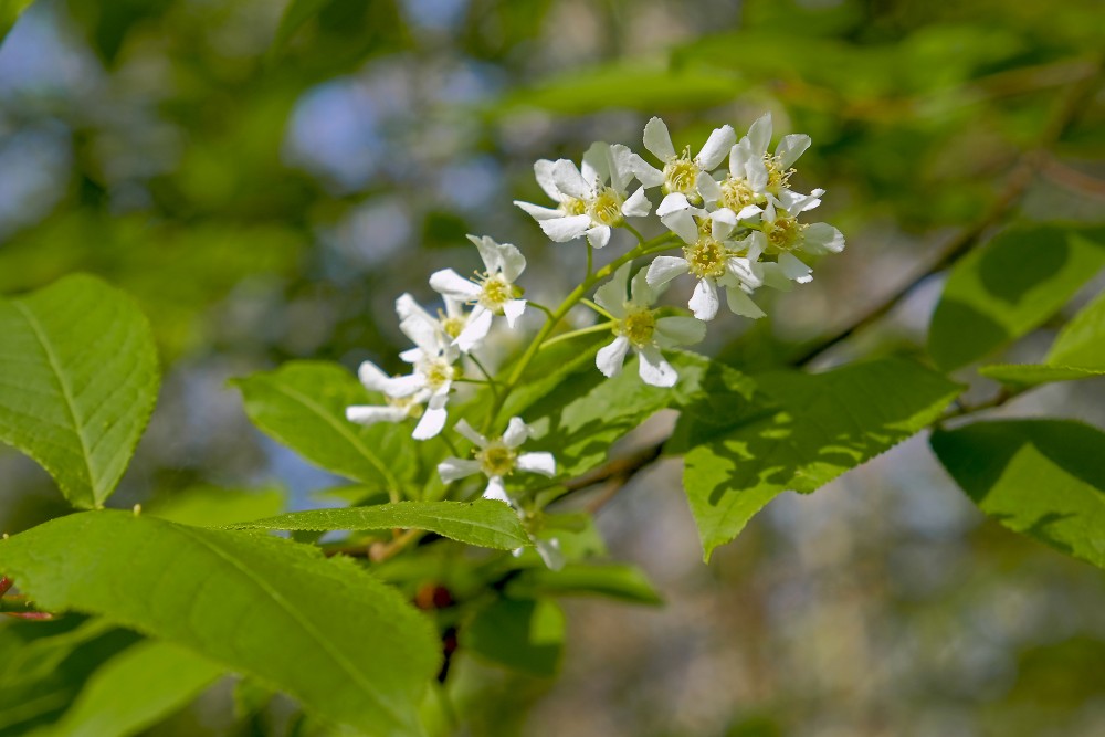 (Prunus padus) Bird cherry