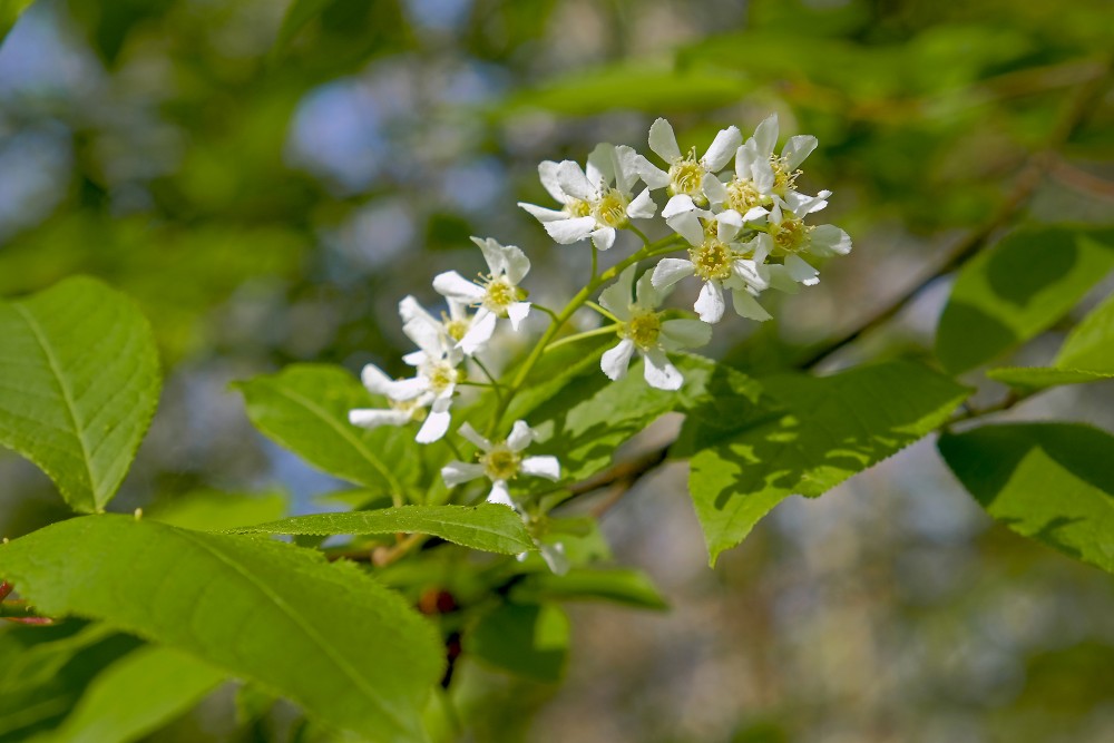 Parastā ieva (Prunus padus)