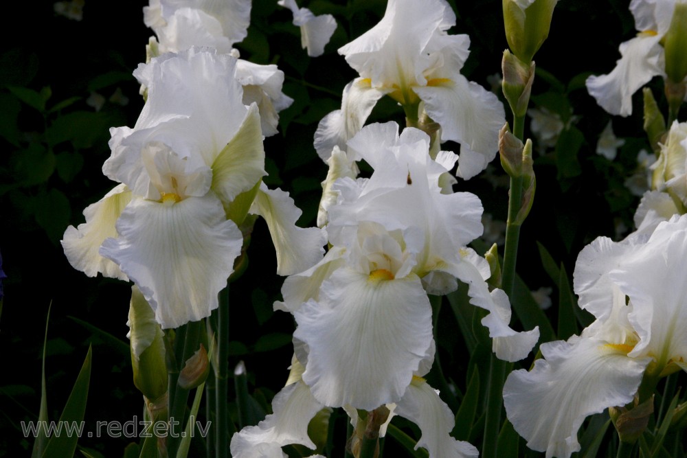Balti īrisa ziedi