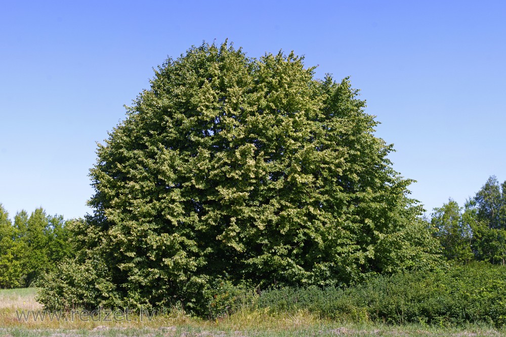 Auzulu small-leaved lime tree