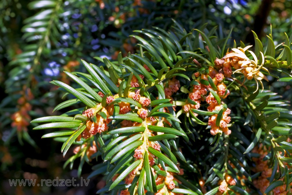 Common Yew's Male Flowers