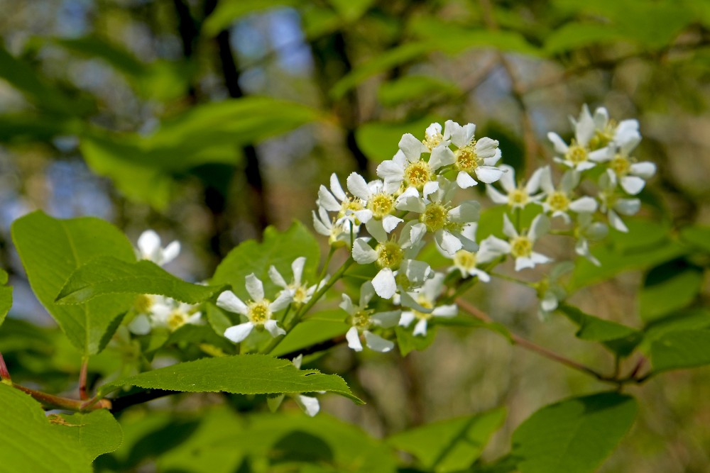 Blooming Bird Cherry