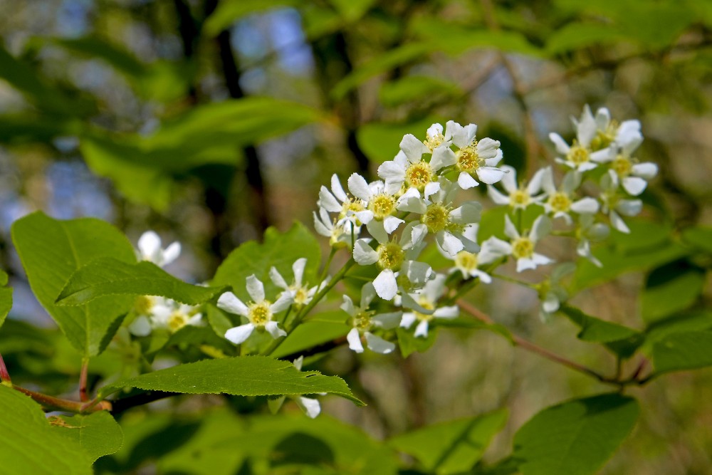 Parastās ievas ziedi
