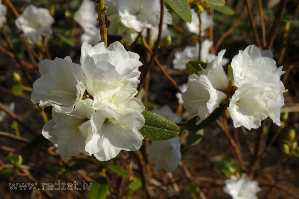 White Ledebur Rhododendron