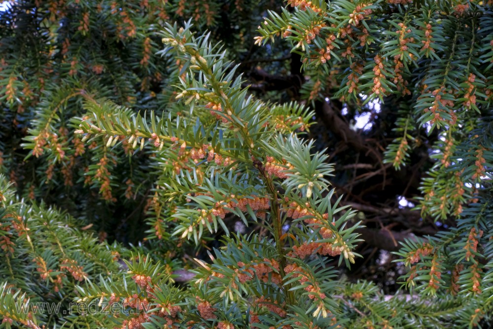 Common Yew's