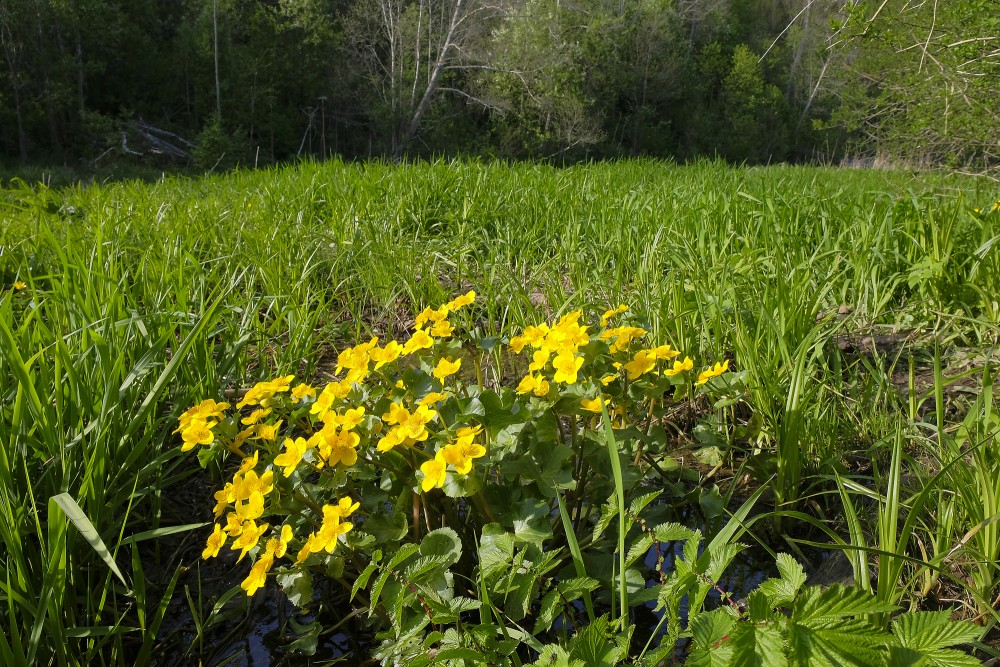 Landscape with Marsh-marigold