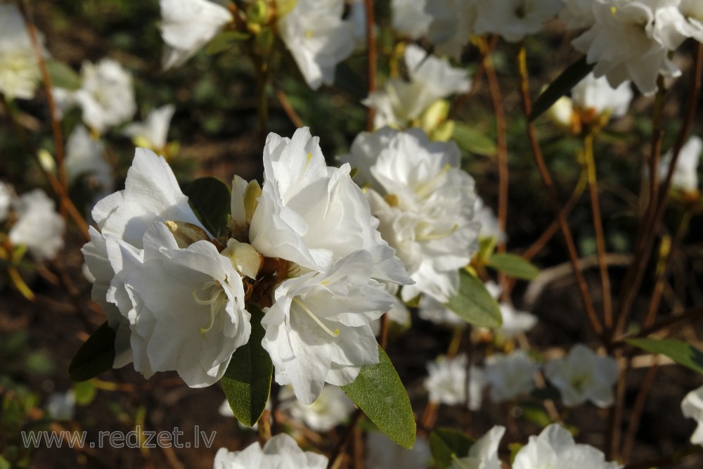 White Ledebur Rhododendron