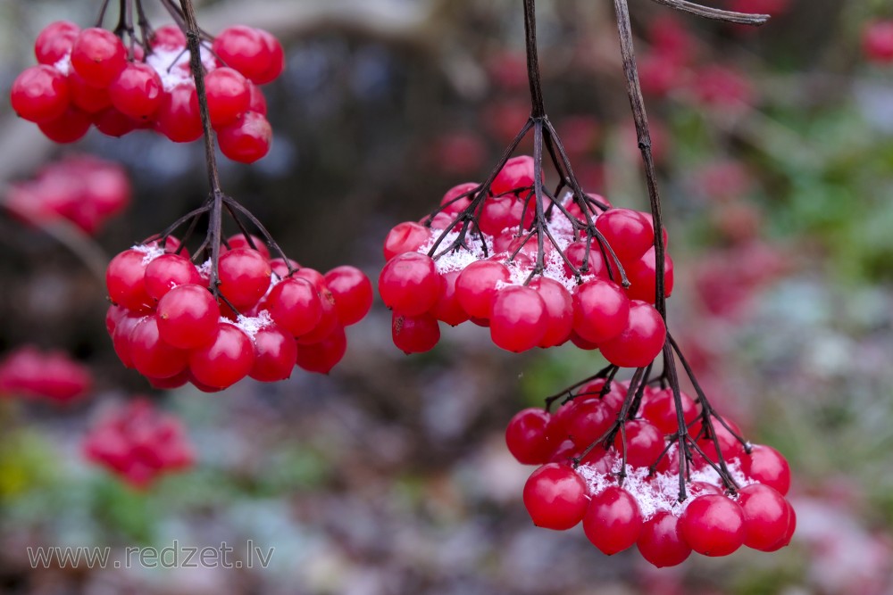 Guelder Rose Fruits