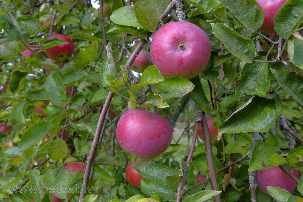 Āboli ābeles zaros
