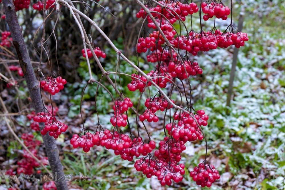 Guelder Rose Fruits