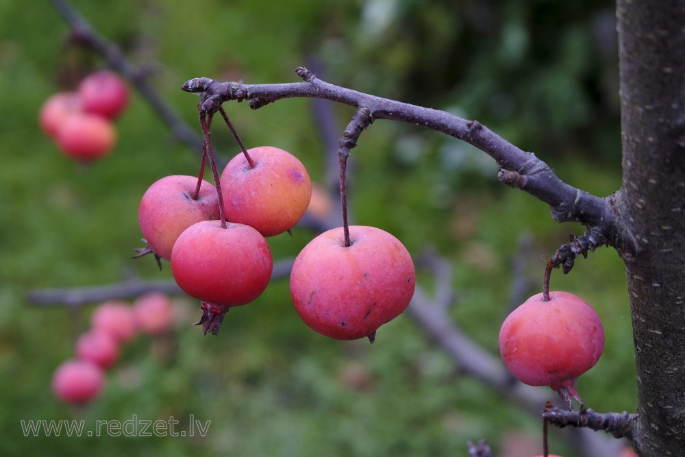 Fruits of Crabapples