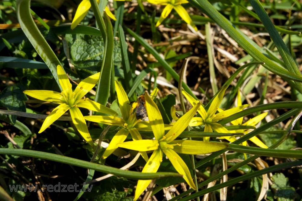 Yellow Star-of-Bethlehem and Bumblebee