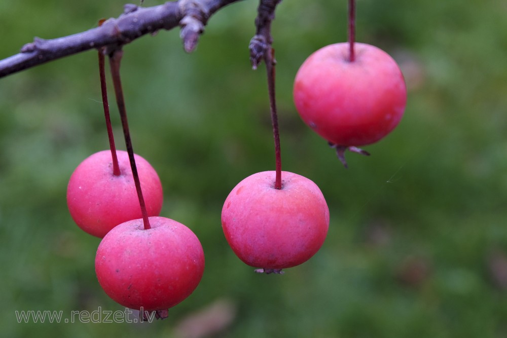 Fruits of Crabapples