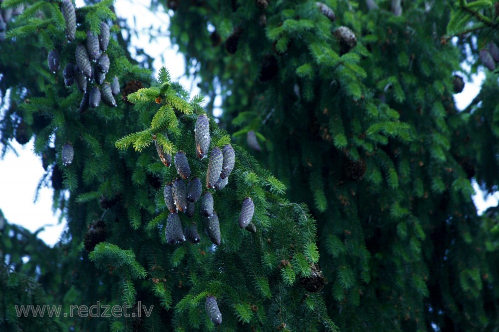 Young spruce cones